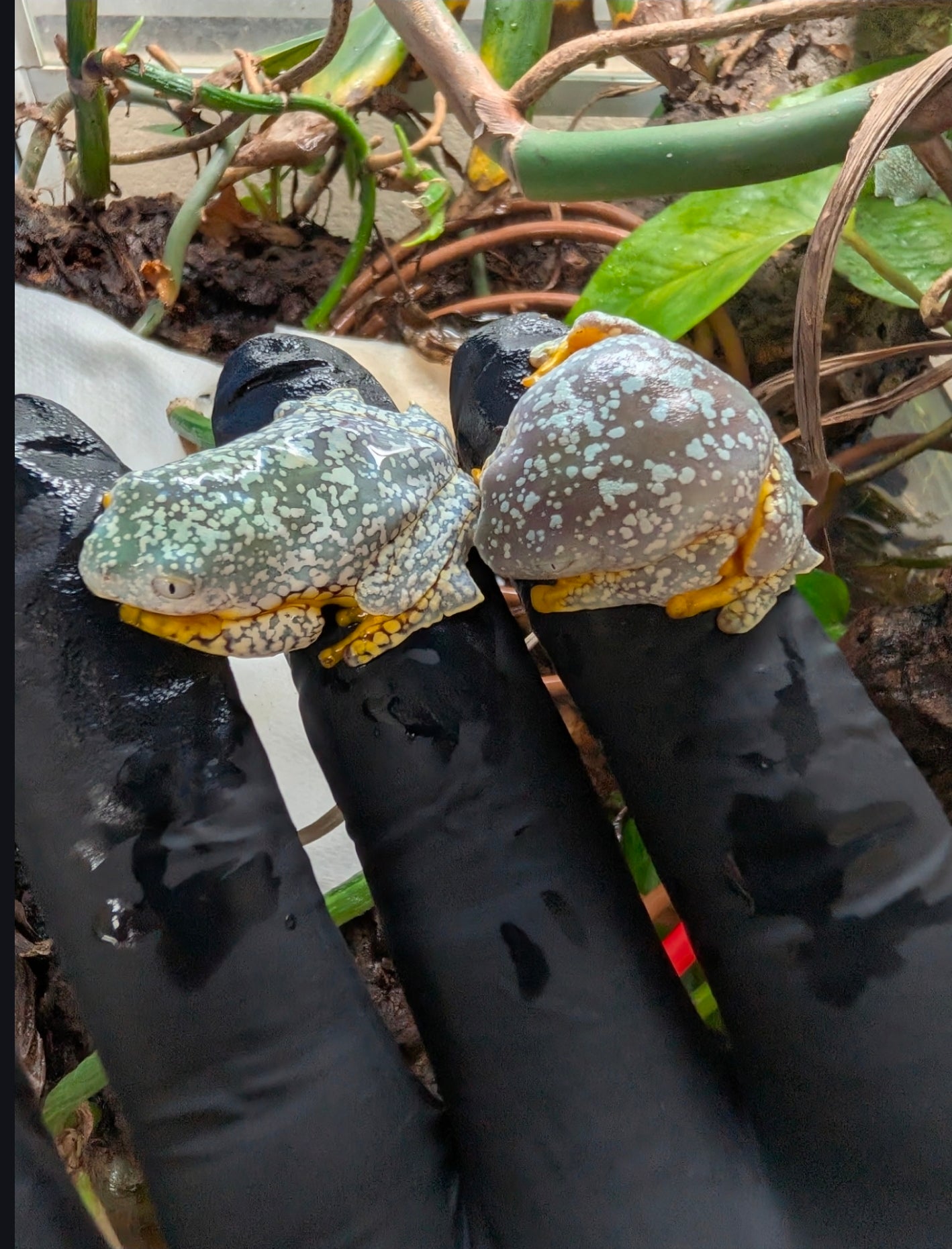 Cruziohyla craspedopus/Amazon Fringe Leaf Tree Frog Juvys 3 month guarantee