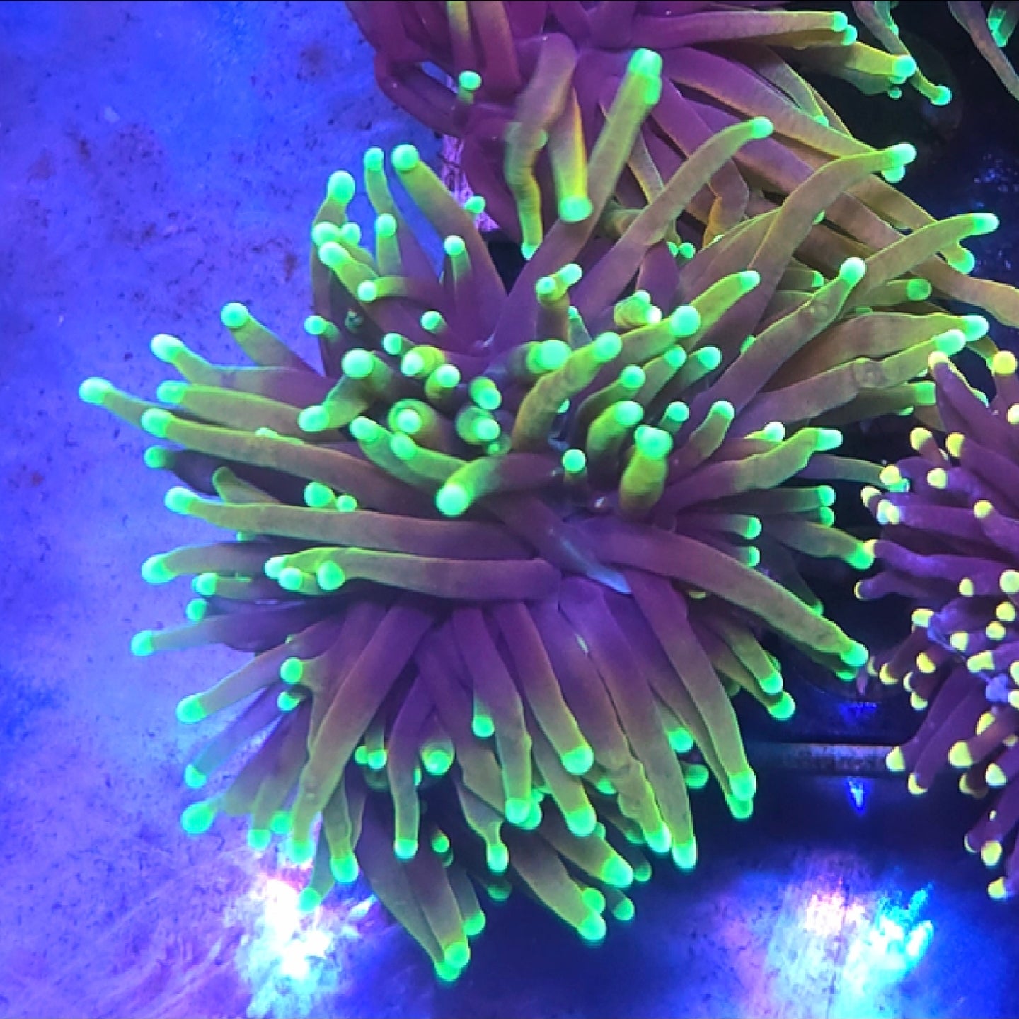 WYSIWYG Dragon Soul Torch coral - Shipwreck Cove Corals