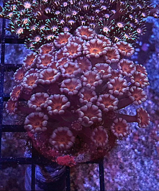 WYSIWYG Strawberry Cream Alveopora coral - Shipwreck Cove Corals