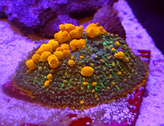 WYSIWYG Jungle Bounce Mushroom coral - Shipwreck Cove Corals