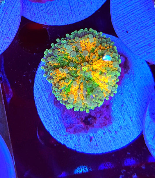 WYSIWYG Ultra Yuma mushroom #2