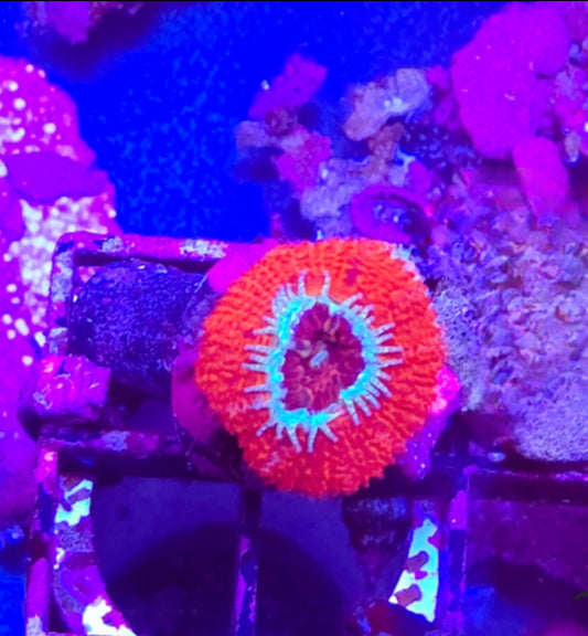 WYSIWYG 2Heads Ultra Red Acan
