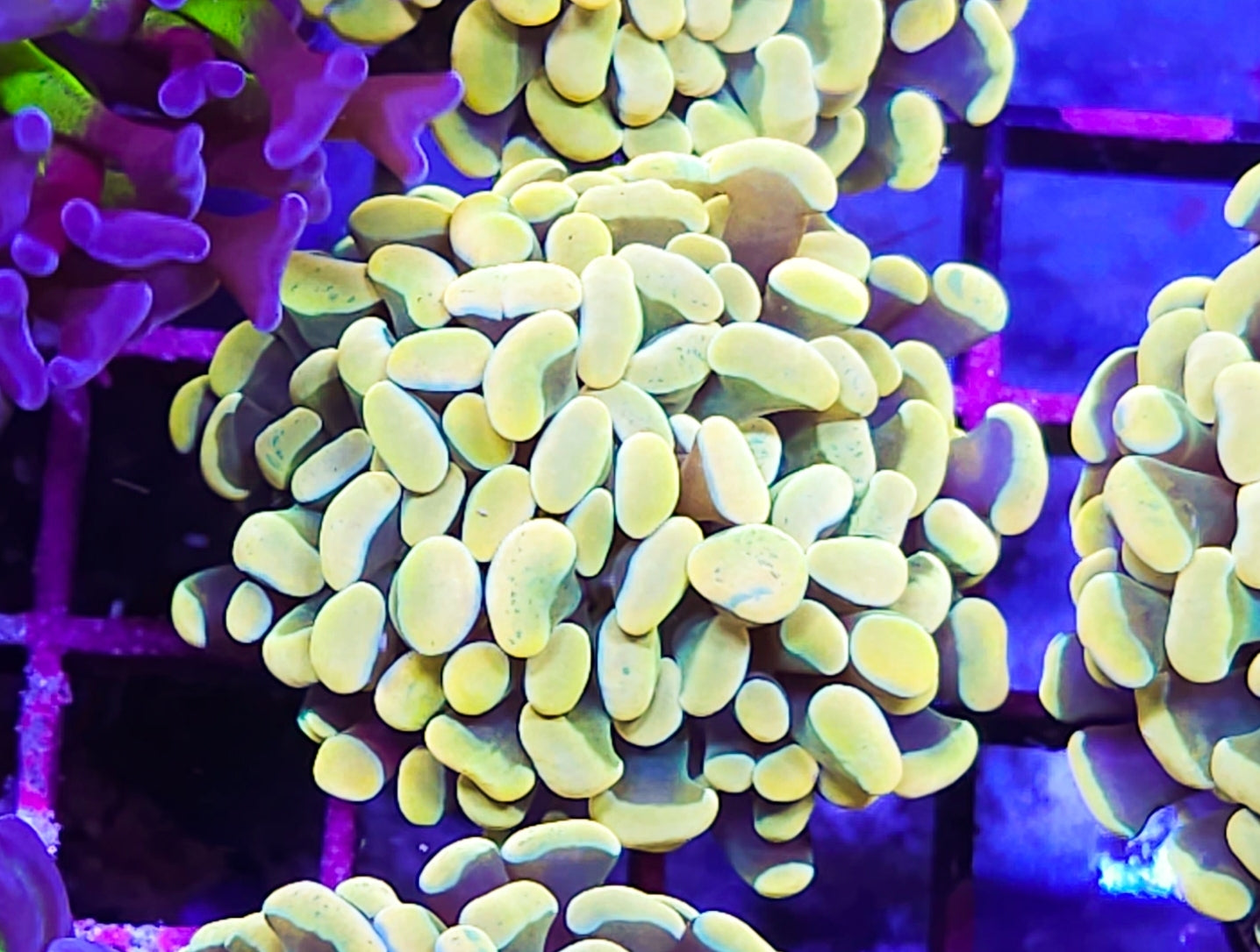 WYSIWYG HG Hammer coral new