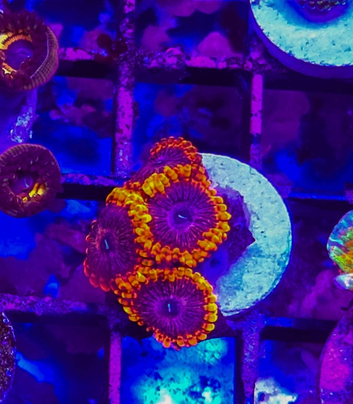 WYSIWYG Spider Man Morph zoa coral