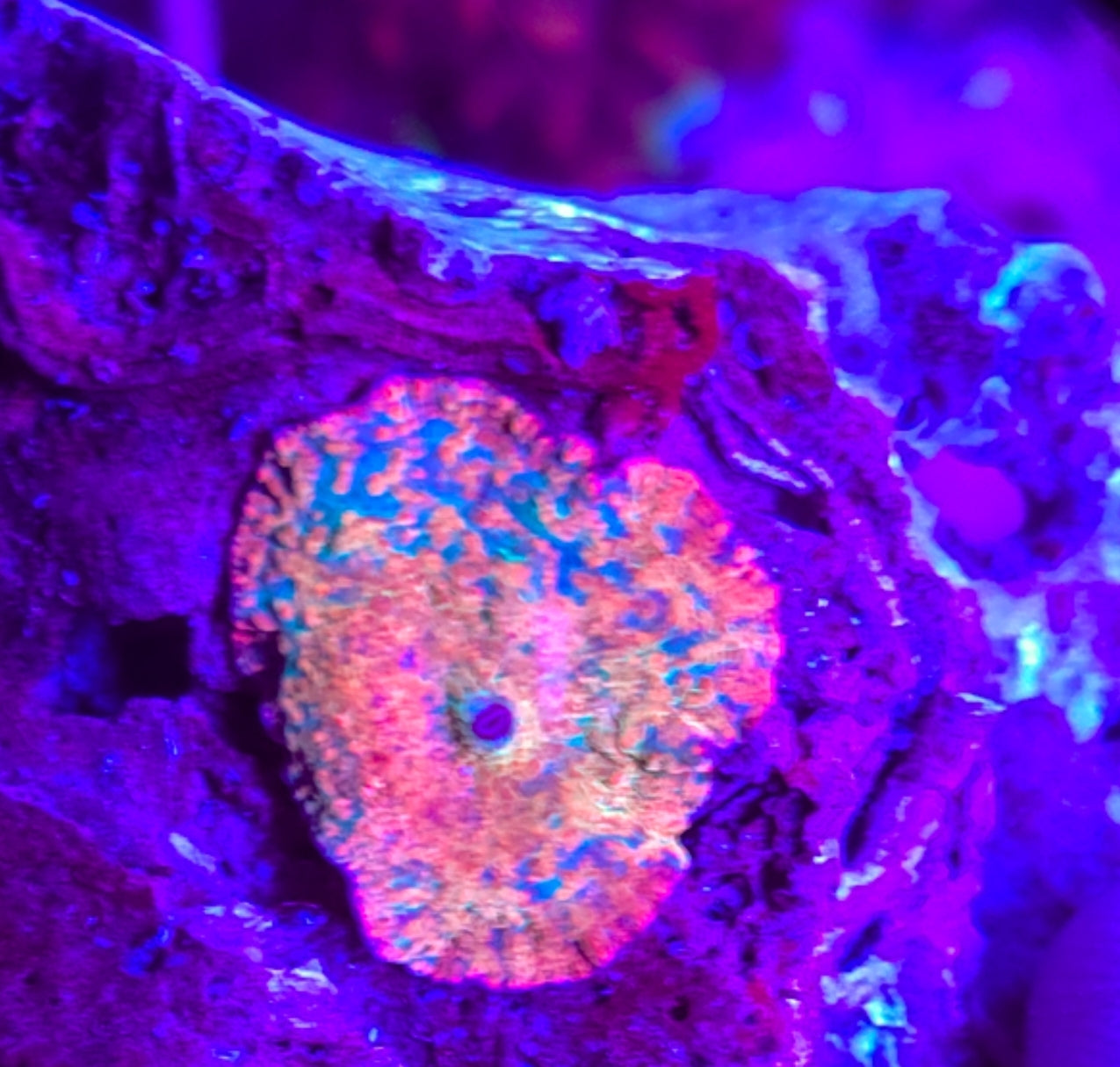 WYSIWYG SCC Rainbow Breaker Mushroom