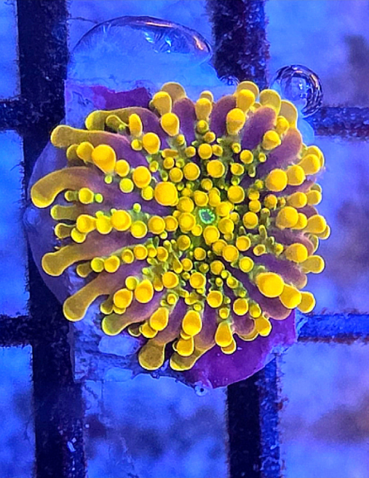 WYSIWYG Ultra Orange Yuma Mushroom Coral Frag