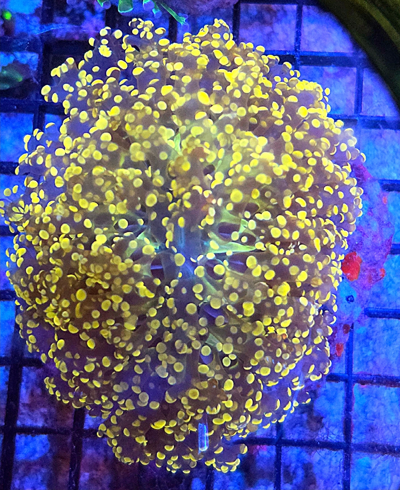 WYSIWYG Giant Head Variant Octospawn 1 head LG