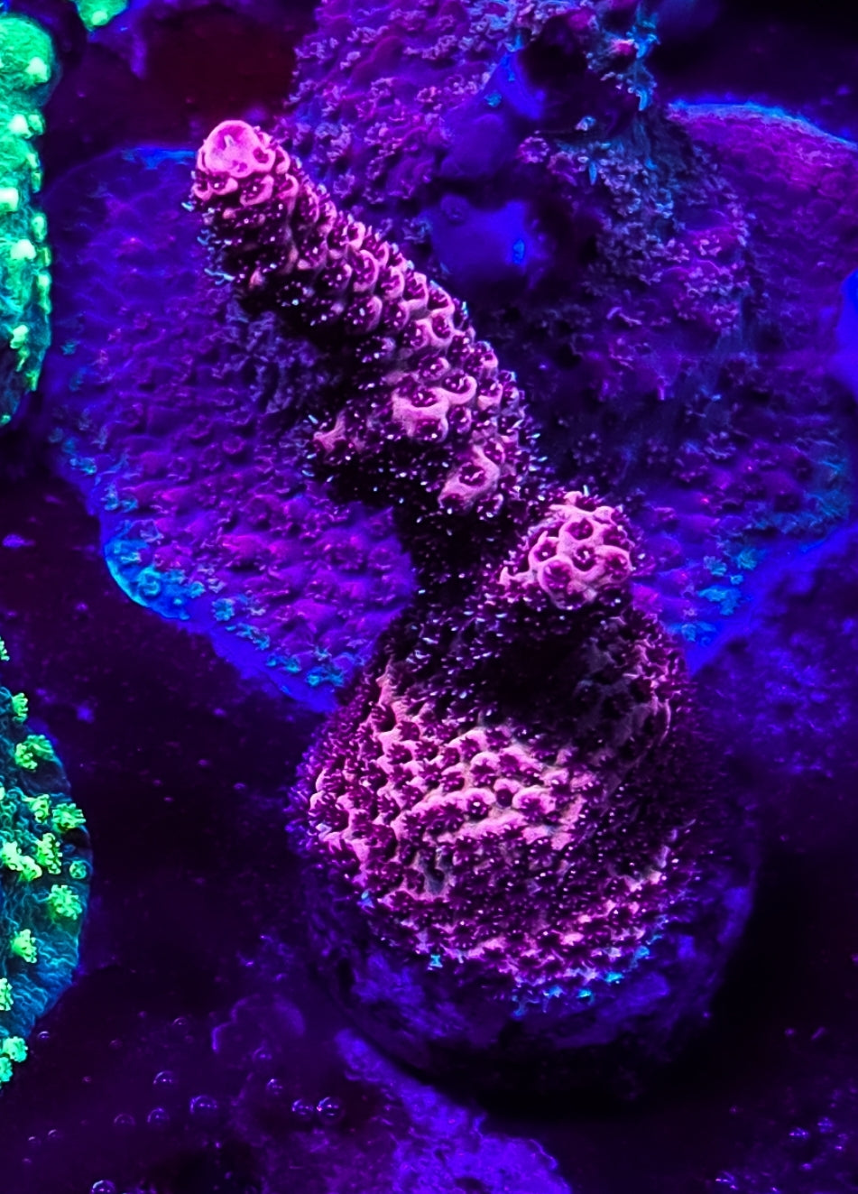 WYSIWYG SCC Red Robin acro coral