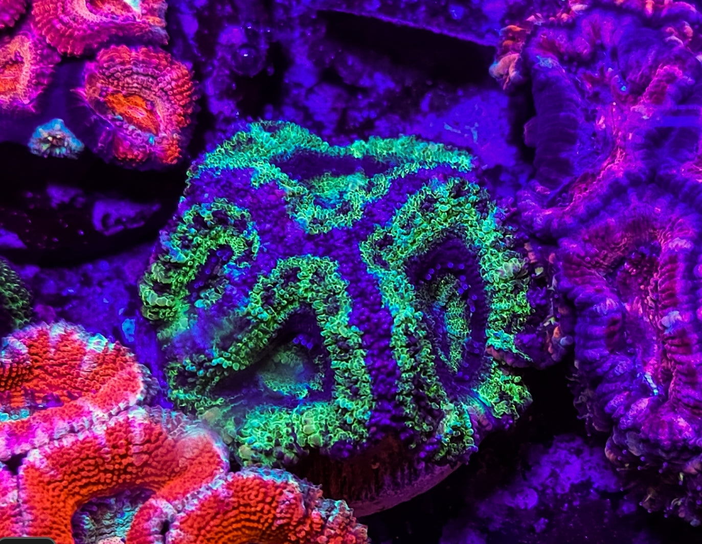 WYSIWYG Green and Purple Acan corl