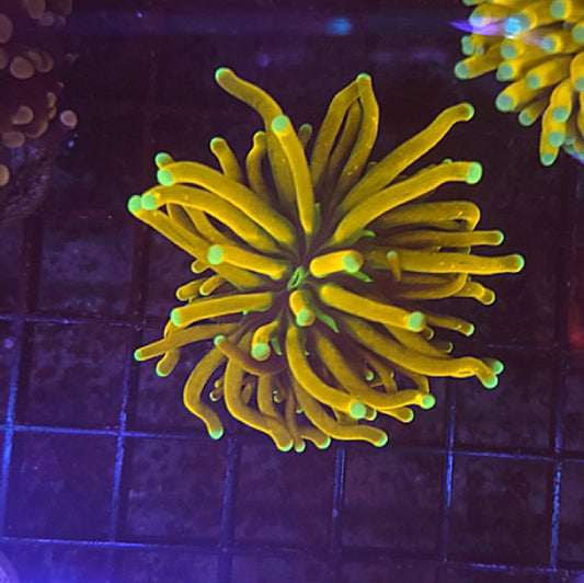 WYSIWYG SCC Ultra Gold Banana Torch coral 1 head