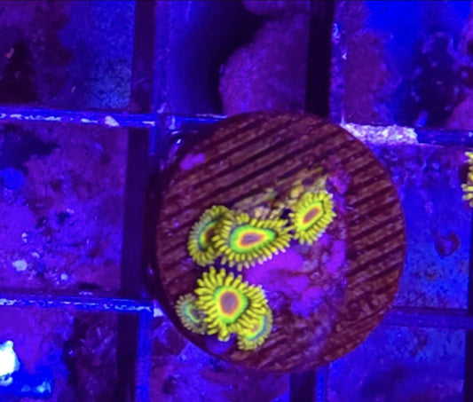 WYSIWYG 7 heads Rasta Zoa's coral