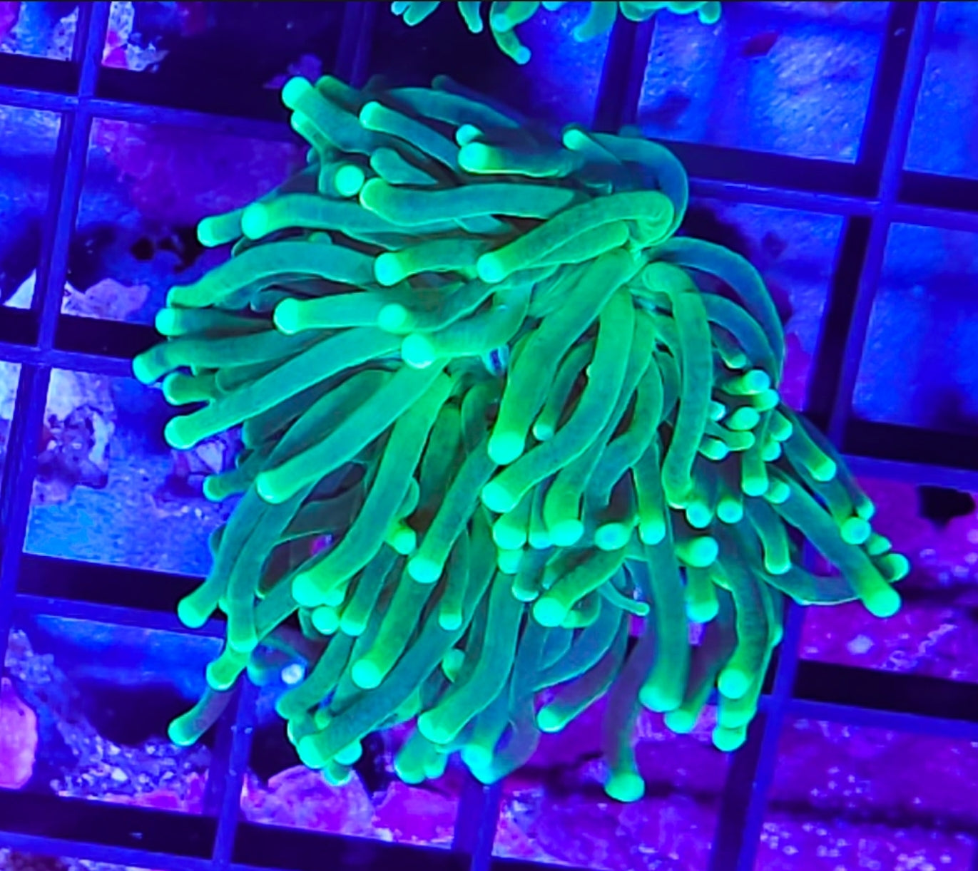 WYSIWYG 2 heads Hulk Torch Coral new