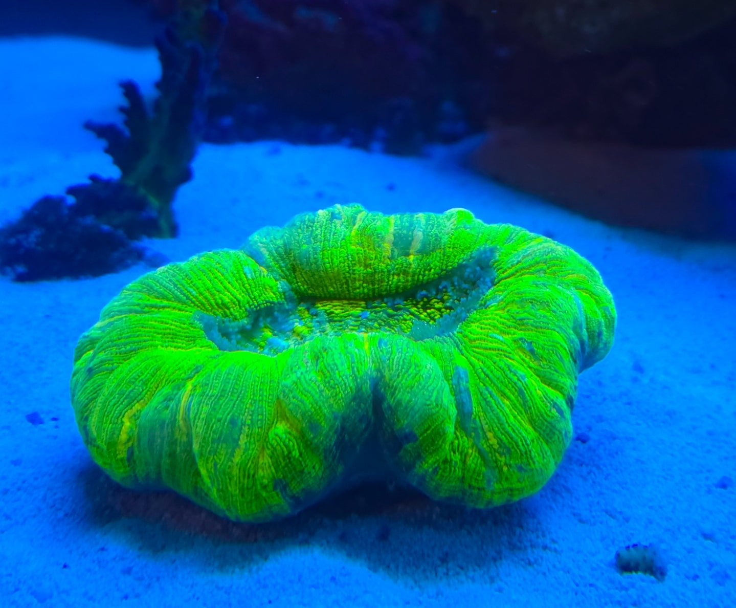 WYSIWYG Sour Apple Brain coral