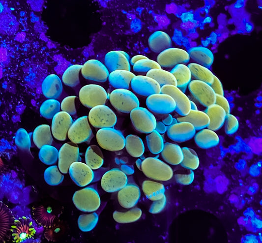 WYSIWYG Ultra Gold Hammer coral