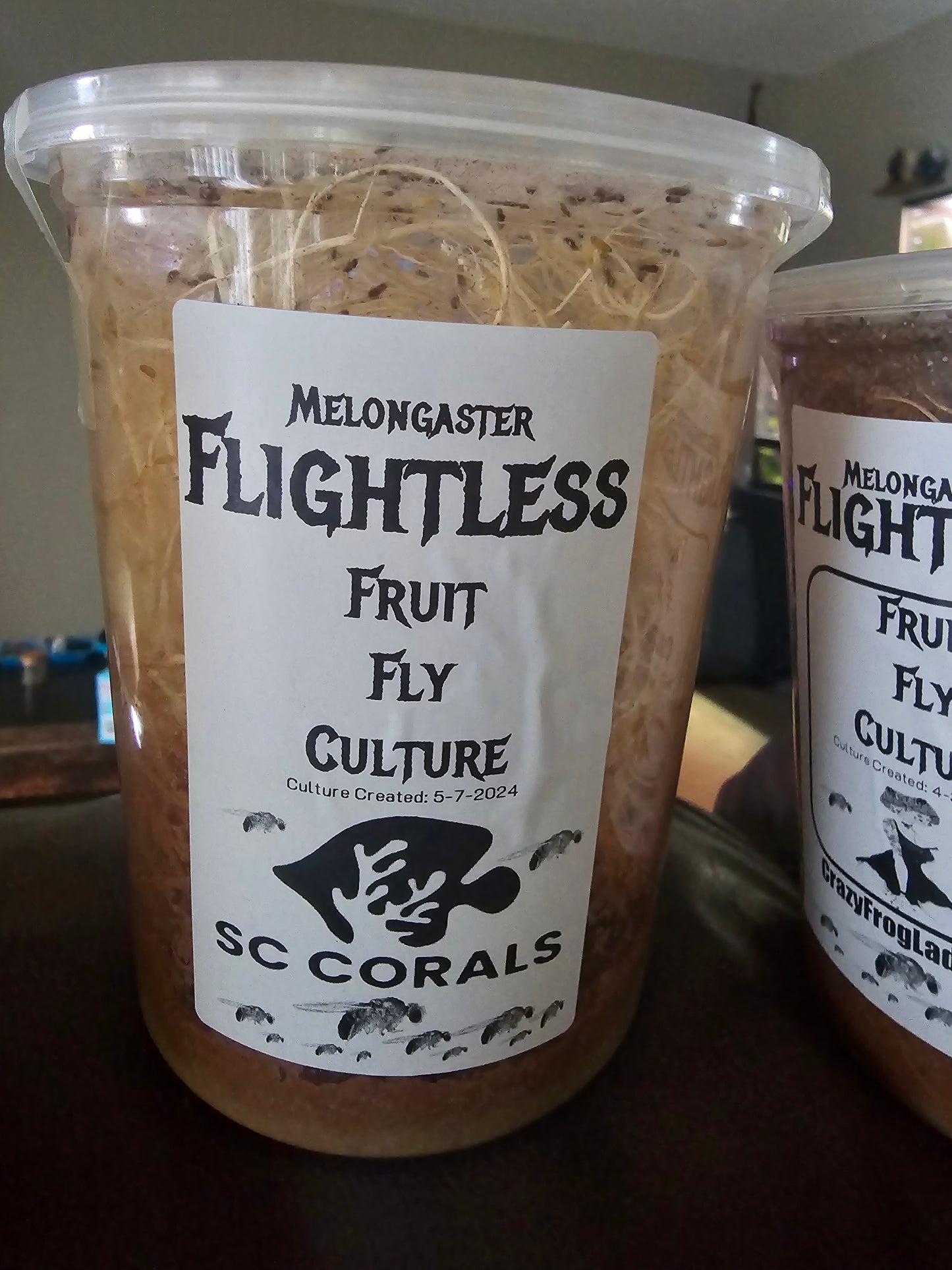 Melongaster flightless fruit flies