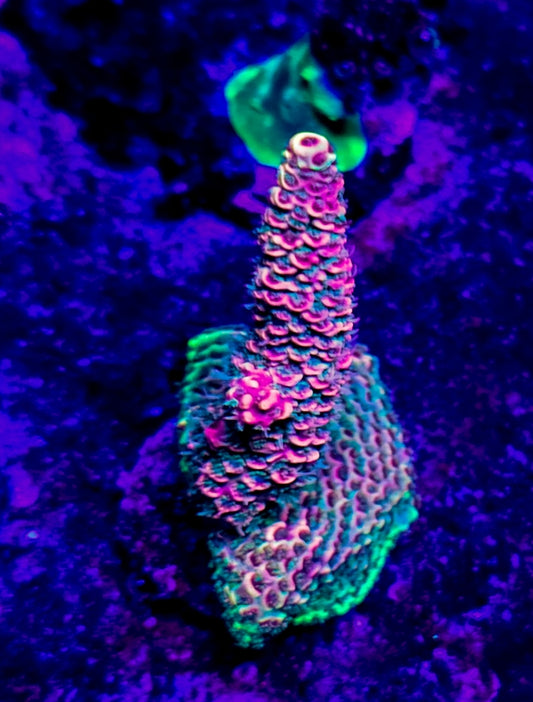 WYSIWYG SCC Watermelon mille acro coral