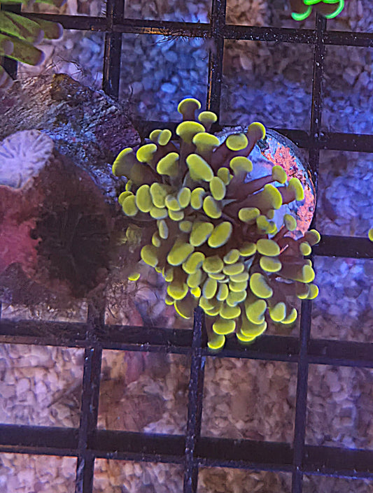 WYSIWYG Yellow Hammer Coral 2 Heads - Shipwreck Cove Corals