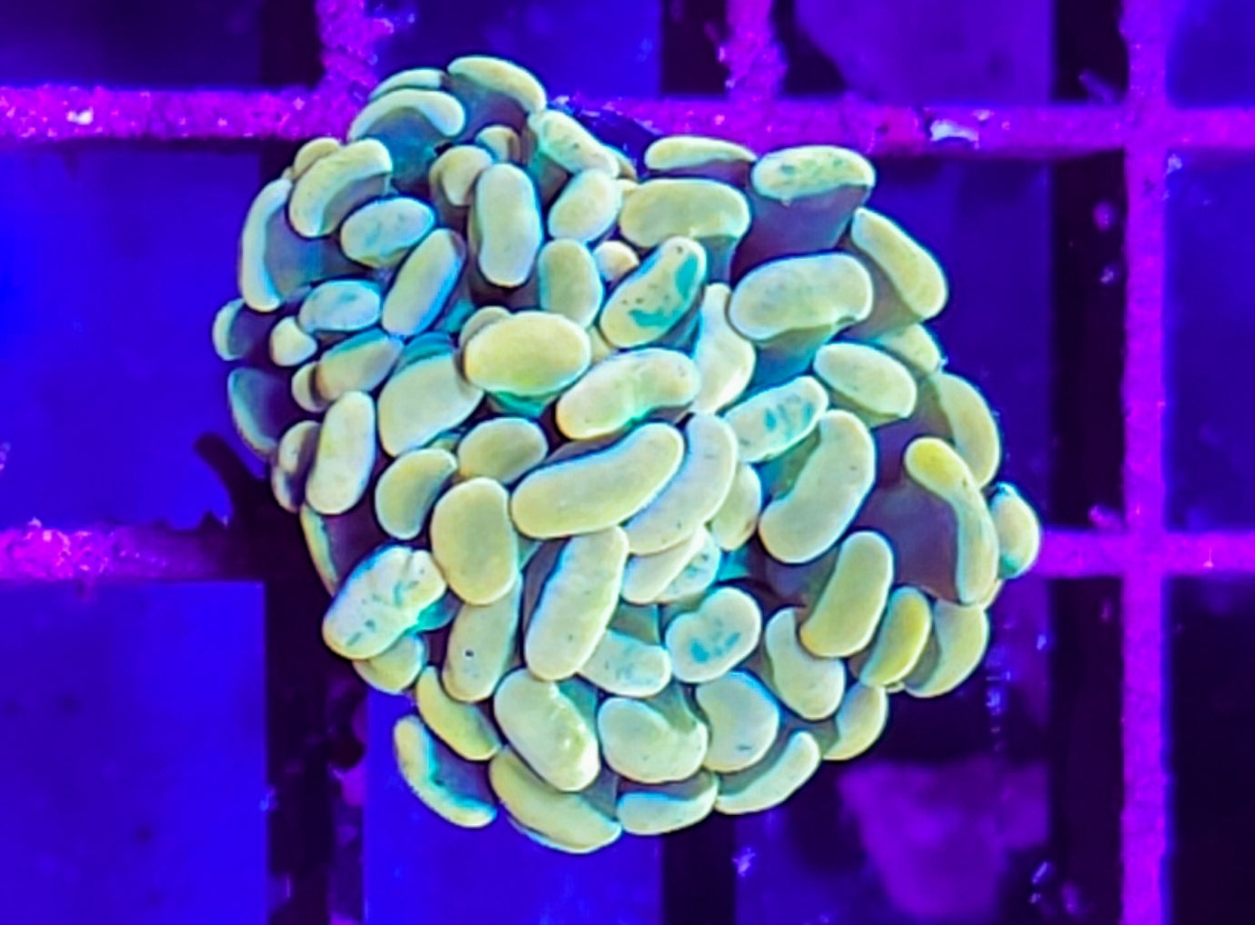 WYSIWYG HG Hammer coral new
