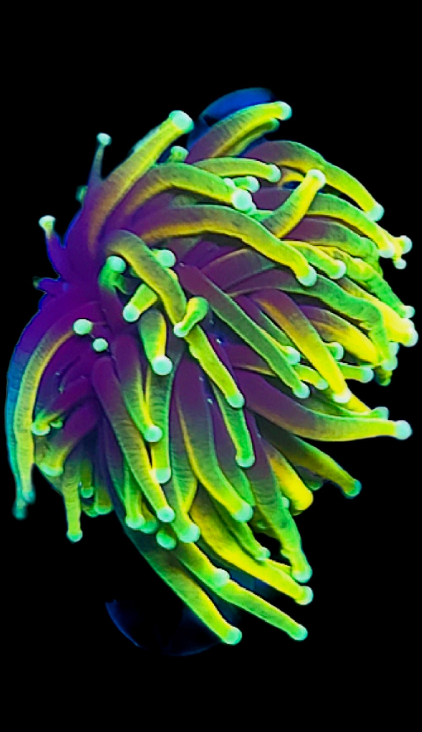 WYSIWYG Hellfire torch coral | Shipwreck Cove Corals