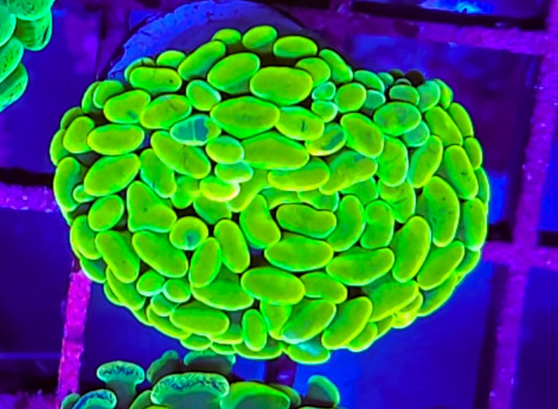WYSIWYG Toxic Splatter Hammer coral new