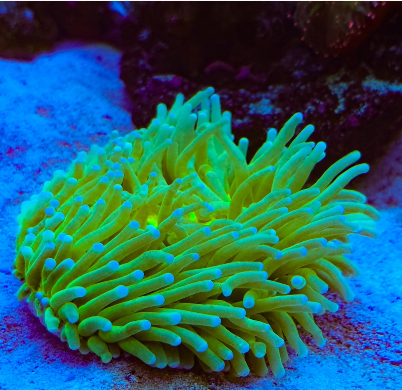 WYSIWYG Ultra Heliofungia coral