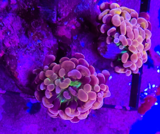 WYSIWYG 2 Heads SCC Fruit Basket Branching Hammer coral