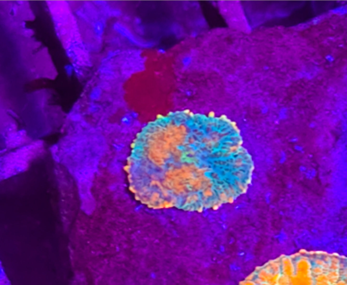 WYSIWYG Heads Tequila Sunrise mushroom coral