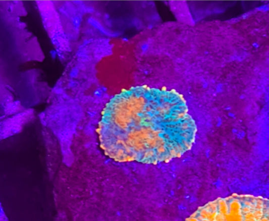 WYSIWYG Heads Tequila Sunrise mushroom coral