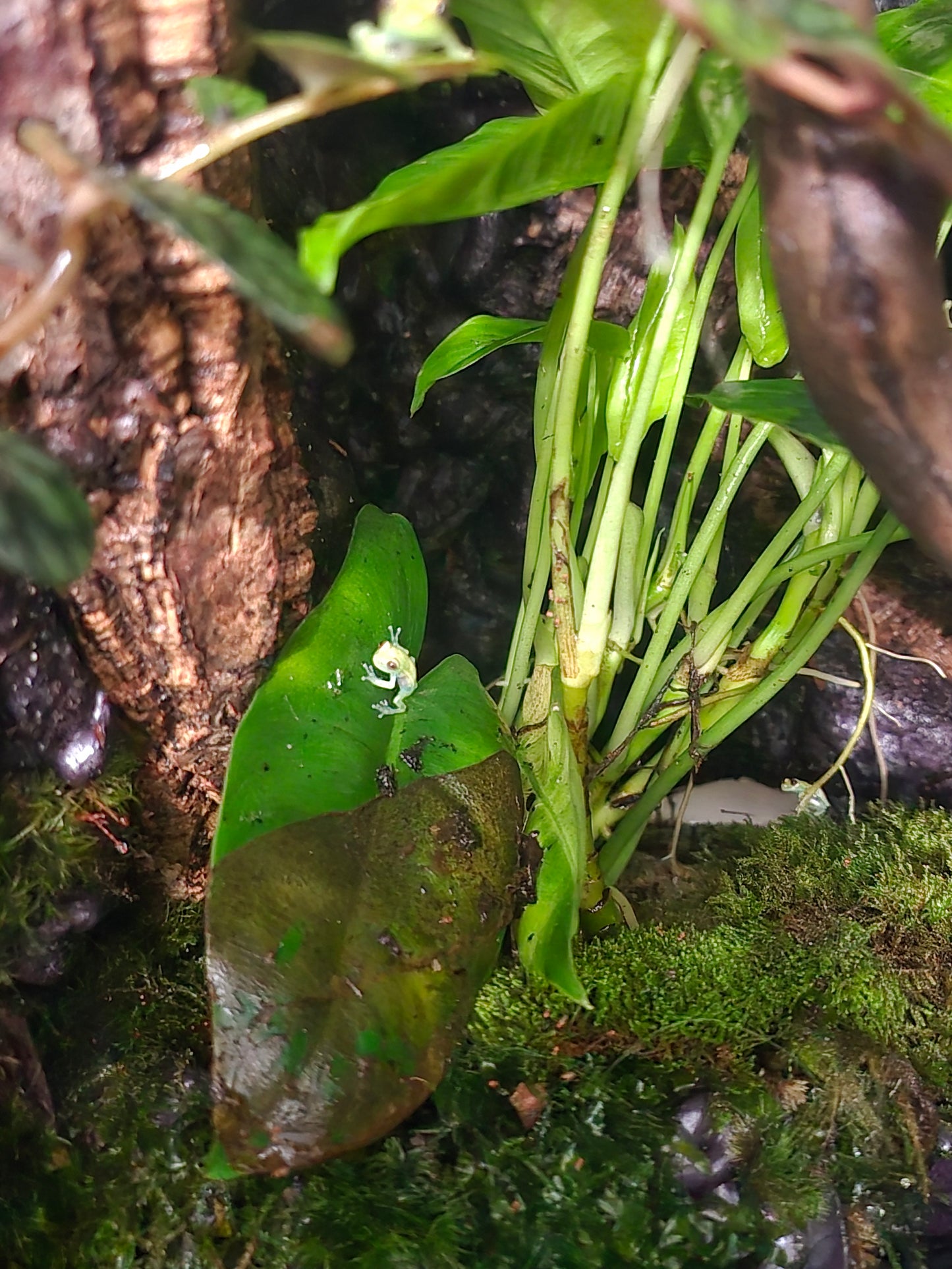 CB Boana Atlantica(Glow in the dark) Tree Frog juvy