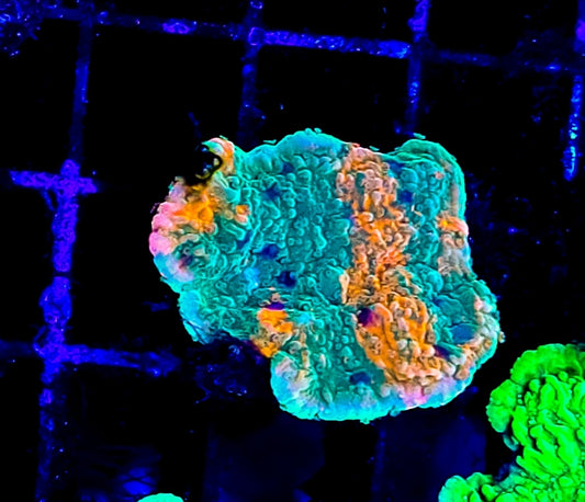 WYSIWYG Grafted Monti coral