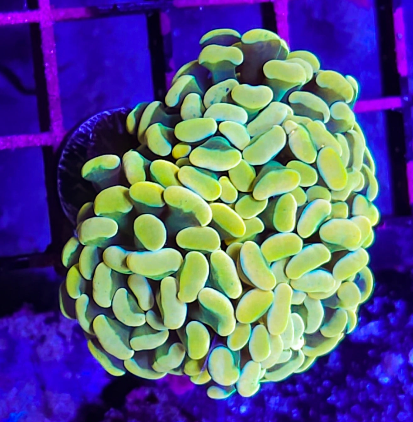 WYSIWYG HG Hammer coral new