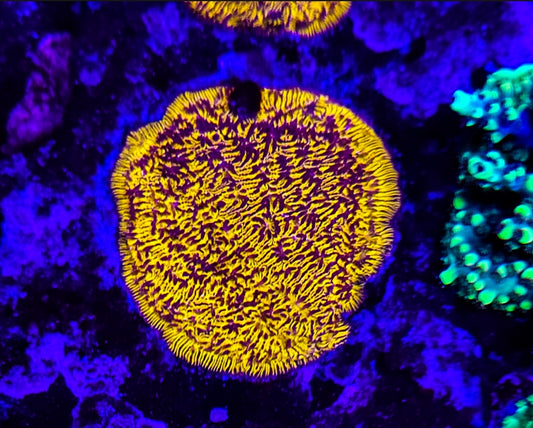 WYSIWYG Gold Lepto coral frag
