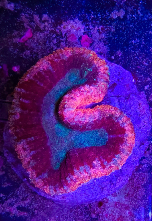 WYSIWYG Ultra lobo coral