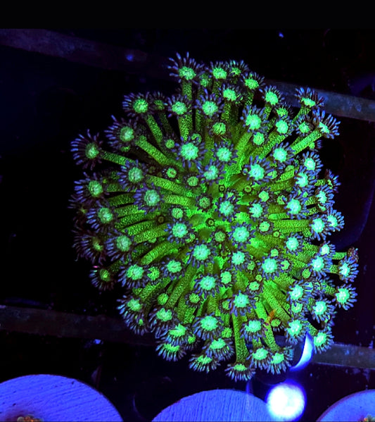 WYSIWYG Glitter Goni 4" plus - Shipwreck Cove Corals