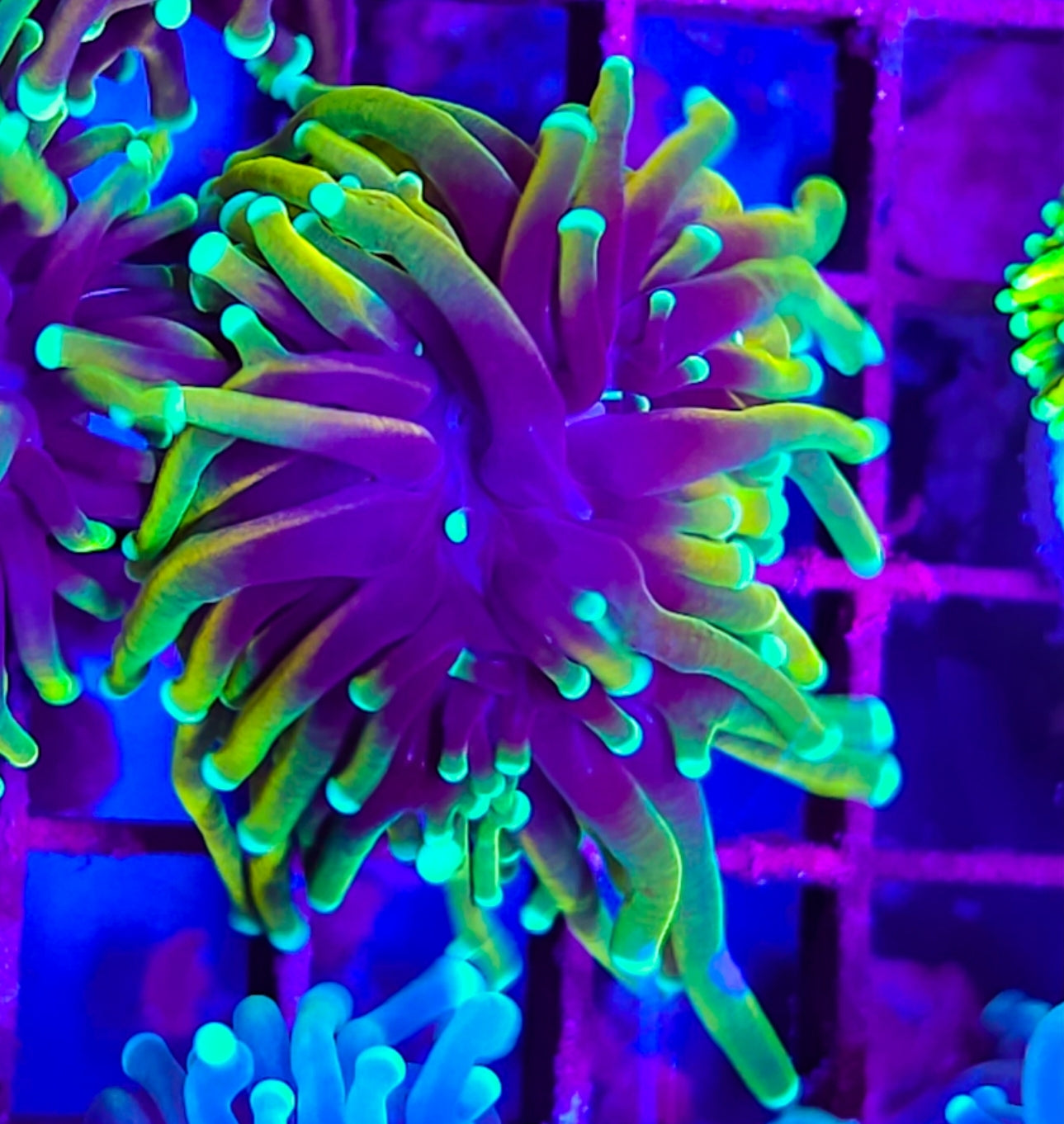 WYSIWYG Golden Trails Torch coral new