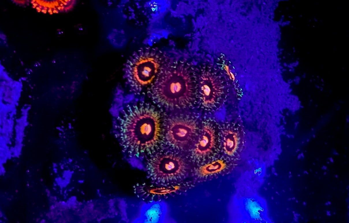 WYSIWYG 10+heads Raptor Rainbow Morph zoa