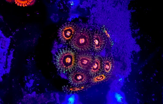 WYSIWYG 10+heads Raptor Rainbow Morph zoa