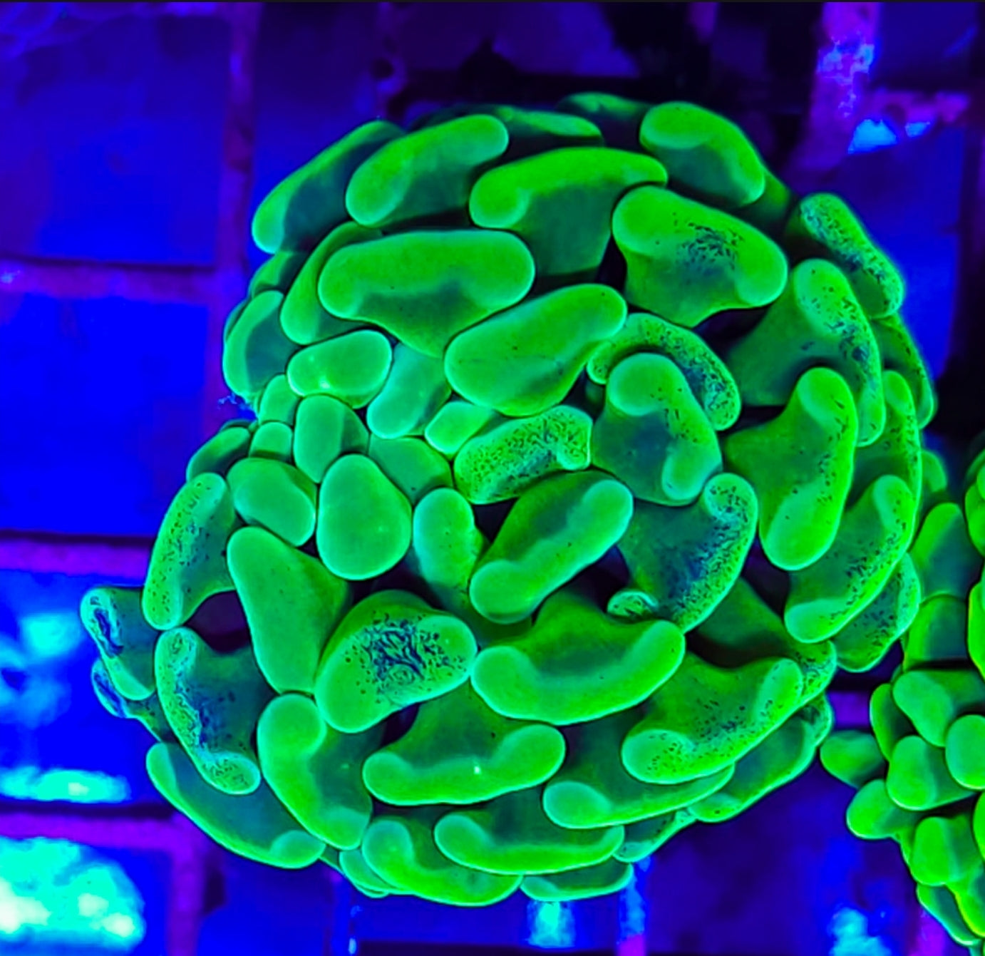 WYSIWYG Toxic Splatter Hammer coral new