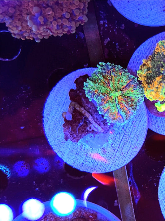 WYSIWYG Ultra Rainbow Yuma mushroom