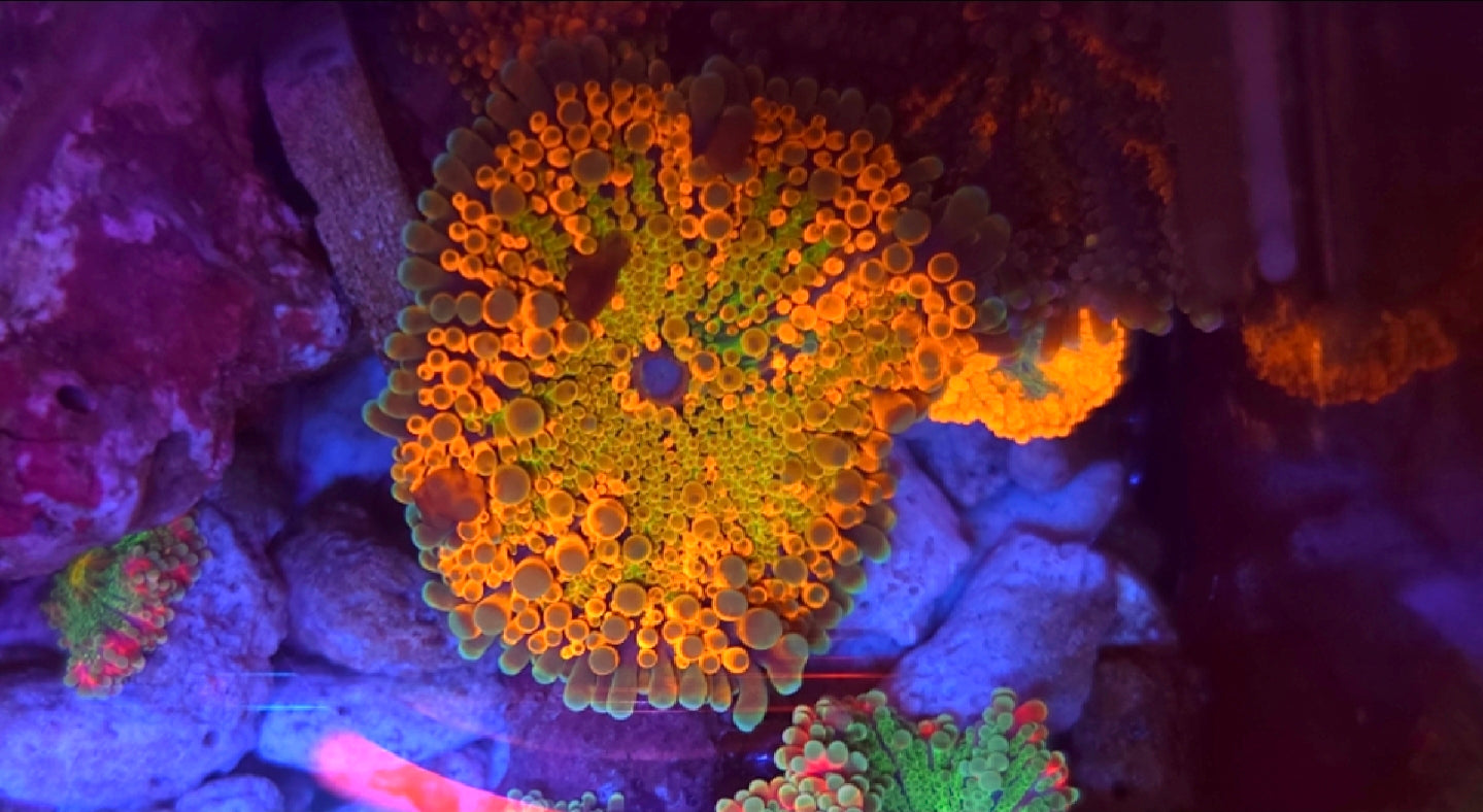 WYSIWYG Ultra Yuma Mushroom #3