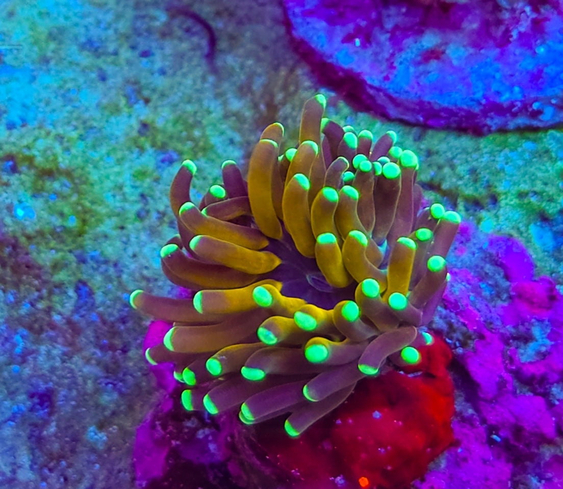 WYSIWYG Tiger Torch Coral