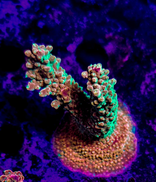 WYSIWYG SCC Creamsicle acro coral