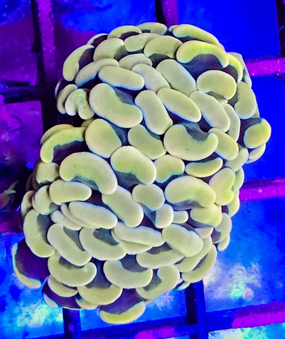 WYSIWYG Gold Hammer coral new