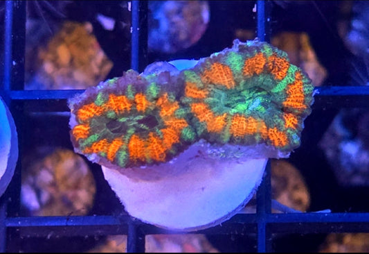 WYSIWYG Candy Apple Acan Coral Frag 2 Heads