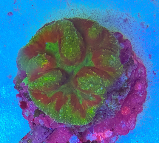 WYSIWYG RED+Green lobo coral