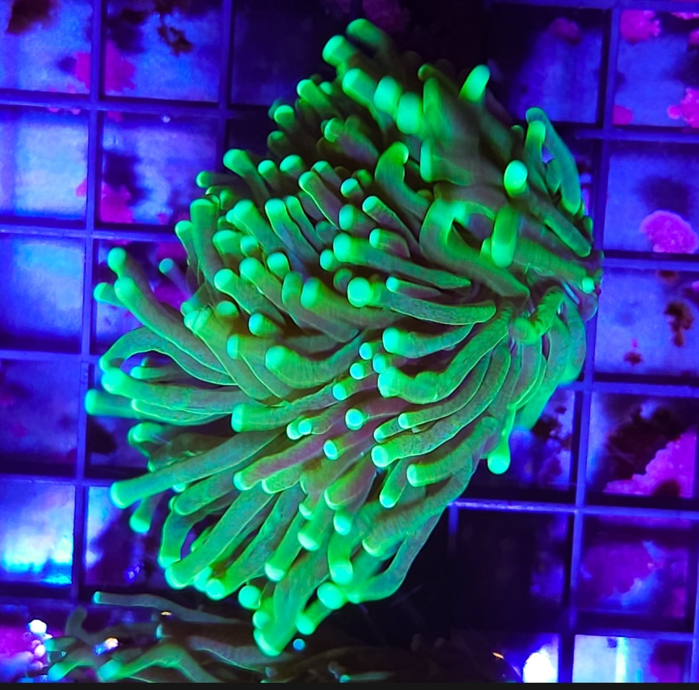 WYSIWYG 2 heads Hulk Torch Coral new