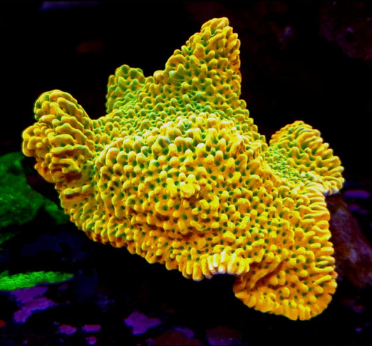 WYSIWYG ASD Rainbow Phoenix Monti 1 frag - Shipwreck Cove Corals