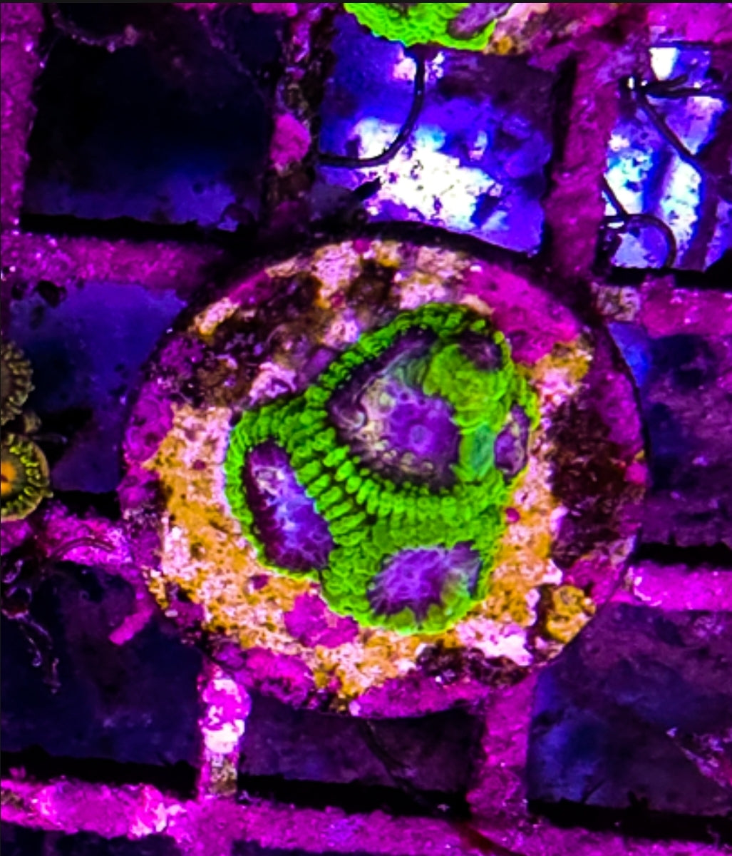 WYSIWYG SCC Thanos Favia coral frag