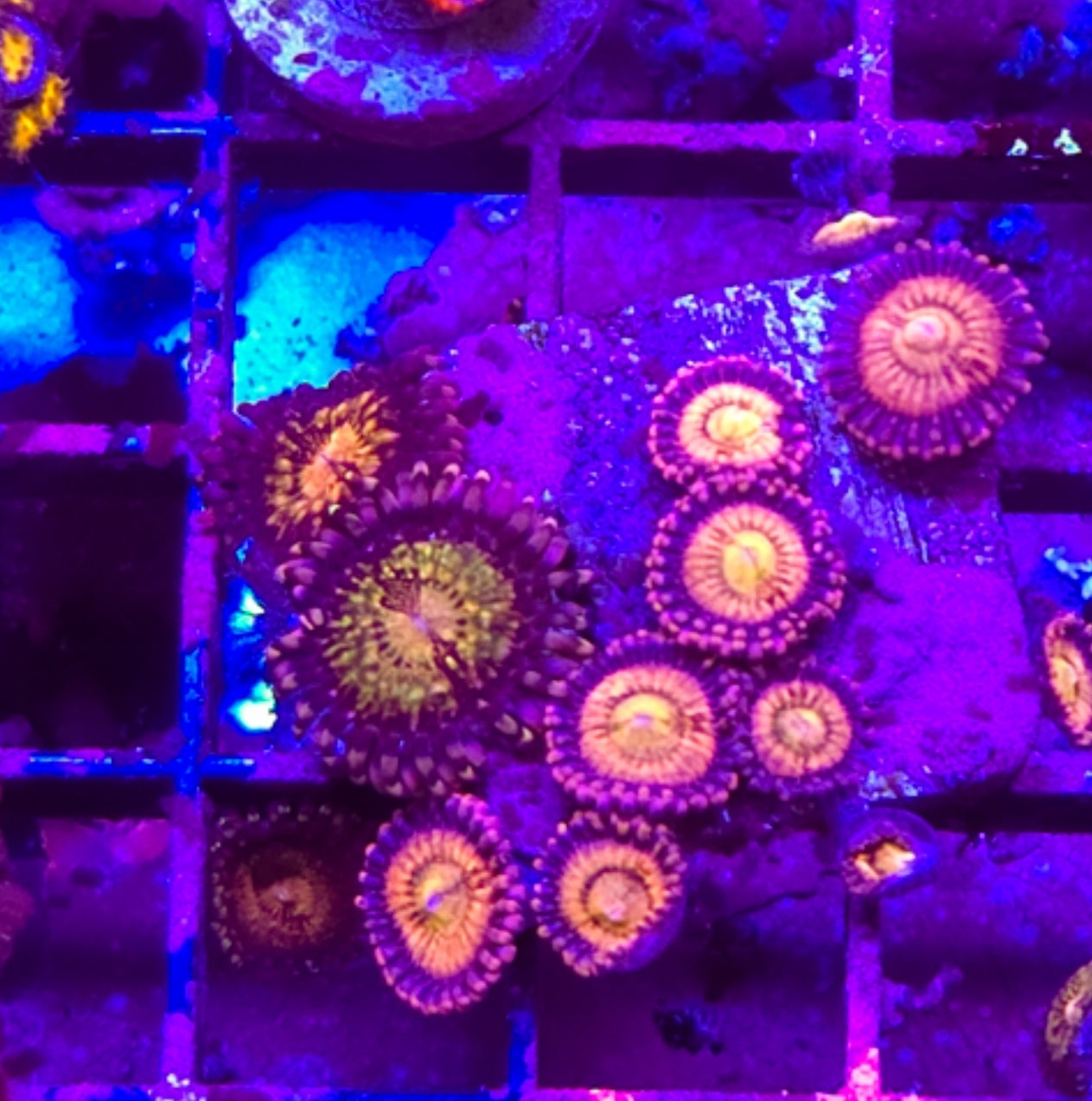 WYSIWYG Sakura Sunrise and Fantasia Candy Zoa Rock