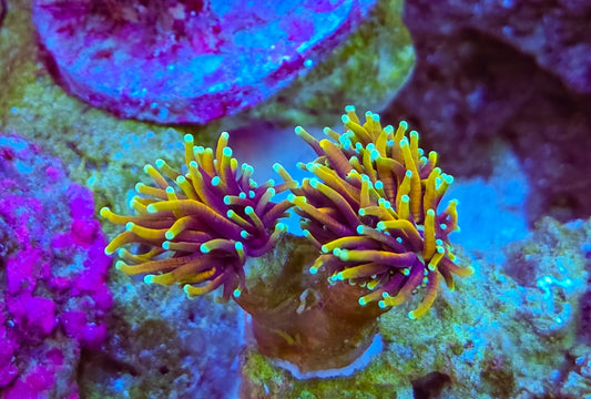 WYSIWYG 2 heads Hellfire torch coral